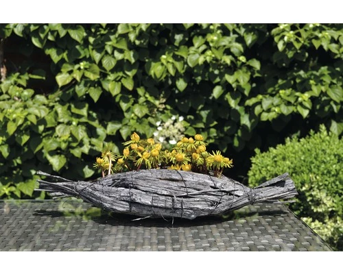 Winterling FloraSelf Eranthis Hyemalis Ø 9 Cm Topf 3 Winterling FloraSelf Eranthis Hyemalis Ø 9 Cm Topf