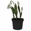 Schneeglöckchen FloraSelf Galanthus Nivalis 'Elwessi' Ø 9 Cm Topf 1 Schneeglöckchen FloraSelf Galanthus Nivalis 'Elwessi' Ø 9 Cm Topf -Florasellf Geschaft DV 8 5627547 01 4c DE 20181213171755