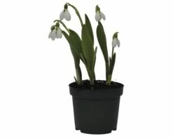 Schneeglöckchen FloraSelf Galanthus Nivalis 'Elwessi' Ø 9 Cm Topf