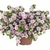 Schneeflockenblume FloraSelf Bacopa Sutera 'Pink Heart' Ø 12 Cm Topf 1 Schneeflockenblume FloraSelf Bacopa Sutera 'Pink Heart' Ø 12 Cm Topf -Florasellf Geschaft DV 8 5633194 01 4c DE 20170315180721