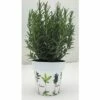 Rosmarin FloraSelf Rosmarinus Officinalis H 14-25 Cm Ø 14 Cm Topf -Florasellf Geschaft DV 8 5686363 01 4c CH 20181005151652