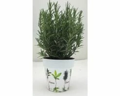 Rosmarin FloraSelf Rosmarinus Officinalis H 14-25 Cm Ø 14 Cm Topf