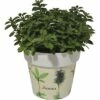 Oregano FloraSelf Origanum Vulgare H 10-13 Cm Co 1,3 L -Florasellf Geschaft DV 8 5686374 01 4c DE 20190130051655