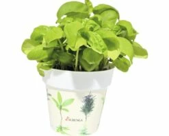 Basilikum FloraSelf Ocimum Basilicum H 10-15 Cm Co 1,3 L