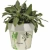 Salbei FloraSelf Salvia Officinalis H 10-13 Cm Co 1,3 L -Florasellf Geschaft DV 8 5686379 01 4c DE 20190130051655