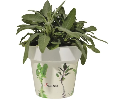 Salbei FloraSelf Salvia Officinalis H 10-13 Cm Co 1,3 L 3 Salbei FloraSelf Salvia Officinalis H 10-13 Cm Co 1,3 L
