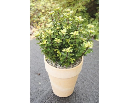 Stechpalme FloraSelf Ilex Meserveae 'Little Rascal' H 25-30 Cm 4 Stechpalme FloraSelf Ilex Meserveae 'Little Rascal' H 25-30 Cm – Bild 2