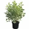 Weißbunter Hartriegel FloraSelf Cornus Alba 'Ivory Halo'® H 80-100 Cm Co 10 L 2 Weißbunter Hartriegel FloraSelf Cornus Alba 'Ivory Halo'® H 80-100 Cm Co 10 L -Florasellf Geschaft DV 8 5717697 01 4c DE 20200220110130