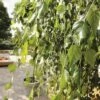 Trauerbirke FloraSelf Betula Pendula 'Youngii' H 125 Cm Co 15 L -Florasellf Geschaft DV 8 5717700 01 4c DE 20190117101651