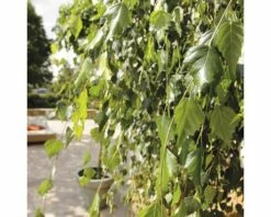 Trauerbirke FloraSelf Betula Pendula 'Youngii' H 125 Cm Co 15 L