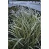 Weißgestreifter Chinaschilf FloraSelf Miscanthus Sinensis 'Variegatus' H 10-80 Cm Co 3 L 2 Weißgestreifter Chinaschilf FloraSelf Miscanthus Sinensis 'Variegatus' H 10-80 Cm Co 3 L -Florasellf Geschaft DV 8 5717749 01 4c DE 20210113094759