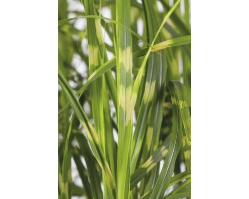 Zebraschilf Chinaschilf FloraSelf Miscanthus Sinensis 'Goldbreeze' H 10-80 Cm Co 3 L 7 Zebraschilf Chinaschilf FloraSelf Miscanthus Sinensis 'Goldbreeze' H 10-80 Cm Co 3 L – Bild 5
