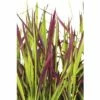 Japanisches Blutgras FloraSelf Imperata Cylindrica Var.koenig.'Red Baron' H 5-15 Cm T 14 Cm 1 Japanisches Blutgras FloraSelf Imperata Cylindrica Var.koenig.'Red Baron' H 5-15 Cm T 14 Cm -Florasellf Geschaft DV 8 5717753 01 4c DE 20210113091658