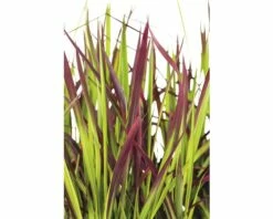 Japanisches Blutgras FloraSelf Imperata Cylindrica Var.koenig.'Red Baron' H 5-15 Cm T 14 Cm