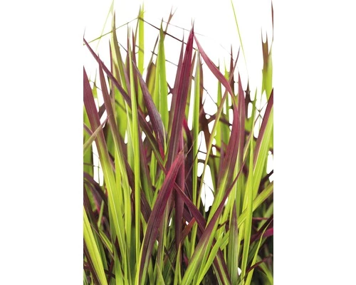 Japanisches Blutgras FloraSelf Imperata Cylindrica Var.koenig.'Red Baron' H 5-15 Cm T 14 Cm 3 Japanisches Blutgras FloraSelf Imperata Cylindrica Var.koenig.'Red Baron' H 5-15 Cm T 14 Cm