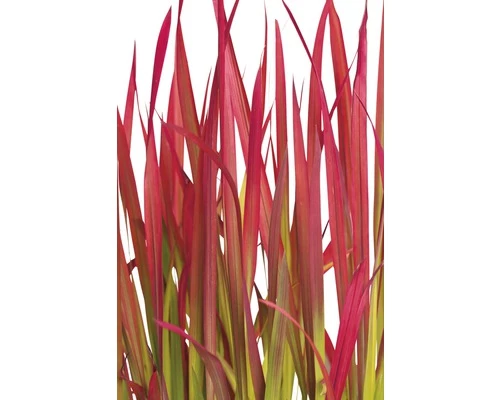 Japanisches Blutgras FloraSelf Imperata Cylindrica Var.koenig.'Red Baron' H 5-15 Cm T 14 Cm 4 Japanisches Blutgras FloraSelf Imperata Cylindrica Var.koenig.'Red Baron' H 5-15 Cm T 14 Cm – Bild 2
