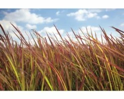 Japanisches Blutgras FloraSelf Imperata Cylindrica Var. Koenig.'Red Baron' Co 6 L -Florasellf Geschaft DV 8 5717753 03 4c DE 20210113091658 1