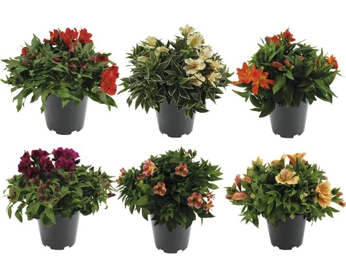 Prinzessinenlilie Inkalilie FloraSelf Alstromeria Indica 'Colorita' H 5-20 Cm Ø 19 Cm Topf 3 Prinzessinenlilie Inkalilie FloraSelf Alstromeria Indica 'Colorita' H 5-20 Cm Ø 19 Cm Topf