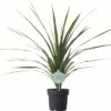 Keulenlilie FloraSelf Cordyline Australis 'Peko' 17er Topf 2 Keulenlilie FloraSelf Cordyline Australis 'Peko' 17er Topf -Florasellf Geschaft DV 8 5724427 01 4c DE 20171010194133