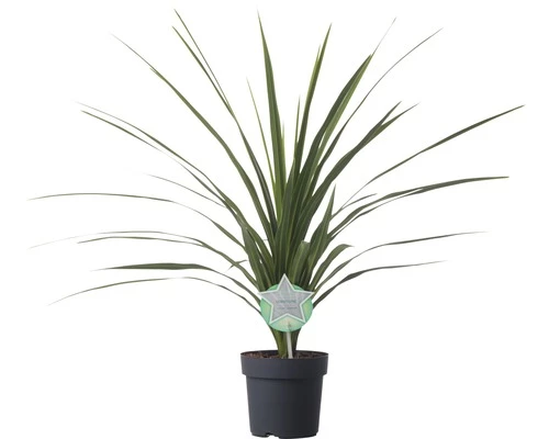Keulenlilie FloraSelf Cordyline Australis 'Peko' 17er Topf 3 Keulenlilie FloraSelf Cordyline Australis 'Peko' 17er Topf