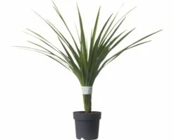 Keulenlilie FloraSelf Cordyline Australis 'Peko' 17er Topf 6 Keulenlilie FloraSelf Cordyline Australis 'Peko' 17er Topf -Florasellf Geschaft DV 8 5724427 02 4c DE 20171010193939
