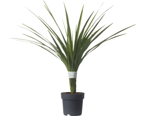 Keulenlilie FloraSelf Cordyline Australis 'Peko' 17er Topf 4 Keulenlilie FloraSelf Cordyline Australis 'Peko' 17er Topf – Bild 2