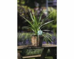 Keulenlilie FloraSelf Cordyline Australis 'Peko' 17er Topf 7 Keulenlilie FloraSelf Cordyline Australis 'Peko' 17er Topf -Florasellf Geschaft DV 8 5724427 03 4c DE 20171009164440