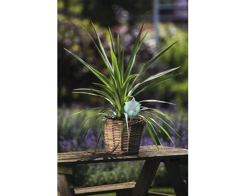 Keulenlilie FloraSelf Cordyline Australis 'Peko' 17er Topf 5 Keulenlilie FloraSelf Cordyline Australis 'Peko' 17er Topf – Bild 3