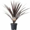 FloraSelf Keulenlilie Cordyline Australis H 20-30 Cm Ø 17 Cm Topf 2 FloraSelf Keulenlilie Cordyline Australis H 20-30 Cm Ø 17 Cm Topf -Florasellf Geschaft DV 8 5724428 01 4c DE 20171010194008