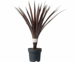 FloraSelf Keulenlilie Cordyline Australis H 20-30 Cm Ø 17 Cm Topf -Florasellf Geschaft DV 8 5724428 02 4c DE 20171010194419