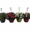 Hängepetunie FloraSelf Petunia Surfinia Ø 21 Cm Topf -Florasellf Geschaft DV 8 5724449 01 4c DE 20180307004700
