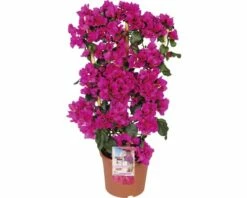 Drillingsblume Spalier FloraSelf Bougainvillea 'Sanderiana' Gesamthöhe Ca. 100 Cm Ø 23 Cm Topf Lila