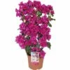 Drillingsblume Spalier FloraSelf Bougainvillea 'Sanderiana' Gesamthöhe Ca. 70 Cm Ø 21 Cm Topf Lila 1 Drillingsblume Spalier FloraSelf Bougainvillea 'Sanderiana' Gesamthöhe Ca. 70 Cm Ø 21 Cm Topf Lila -Florasellf Geschaft DV 8 5724475 02 4c DE 20210609104650