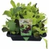 Pflücksalat FloraSelf Lactuca Sativa 'Baby Leaf' 20 Stk. 1 Pflücksalat FloraSelf Lactuca Sativa 'Baby Leaf' 20 Stk. -Florasellf Geschaft DV 8 5743569 02 4c DE 20190402091758