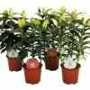 Lilien FloraSelf Lilium Orientalis Ø 13 Cm Topf 2 Lilien FloraSelf Lilium Orientalis Ø 13 Cm Topf -Florasellf Geschaft DV 8 5763693 01 4c DE 20180310092338
