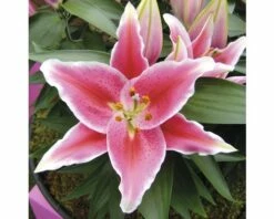 Lilien FloraSelf Lilium Orientalis Ø 13 Cm Topf -Florasellf Geschaft DV 8 5763693 03 4c DE 20180310093643