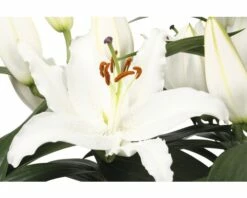 Lilien FloraSelf Lilium Orientalis Ø 13 Cm Topf -Florasellf Geschaft DV 8 5763693 04 4c DE 20180310092905