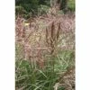 Chinaschilf FloraSelf Miscanthus Sinensis 'Autumn Anthem' H 20-80 Cm Co 3 L -Florasellf Geschaft DV 8 5798148 02 4c DE 20220726154757
