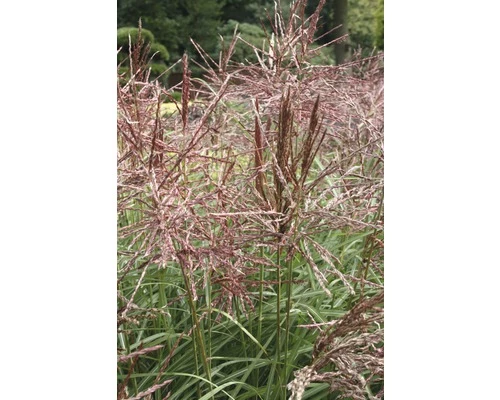 Chinaschilf FloraSelf Miscanthus Sinensis 'Autumn Anthem' H 20-80 Cm Co 3 L 3 Chinaschilf FloraSelf Miscanthus Sinensis 'Autumn Anthem' H 20-80 Cm Co 3 L