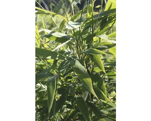 FloraSelf Gartenbambus Fargesia Murielae 'Panda' H 60-80 Cm Co 6 L 4 FloraSelf Gartenbambus Fargesia Murielae 'Panda' H 60-80 Cm Co 6 L – Bild 2