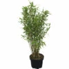 FloraSelf Gartenbambus Fargesia Murielae 'Panda' H 60-80 Cm Co 6 L 1 FloraSelf Gartenbambus Fargesia Murielae 'Panda' H 60-80 Cm Co 6 L -Florasellf Geschaft DV 8 5803043 02 4c NL 20210227221654