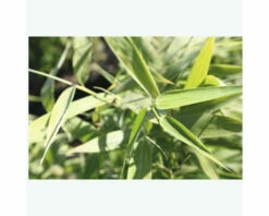 FloraSelf Gartenbambus Fargesia Murielae 'Panda' H 60-80 Cm Co 6 L 8 FloraSelf Gartenbambus Fargesia Murielae 'Panda' H 60-80 Cm Co 6 L -Florasellf Geschaft DV 8 5803043 03 4c NL 20210227221654