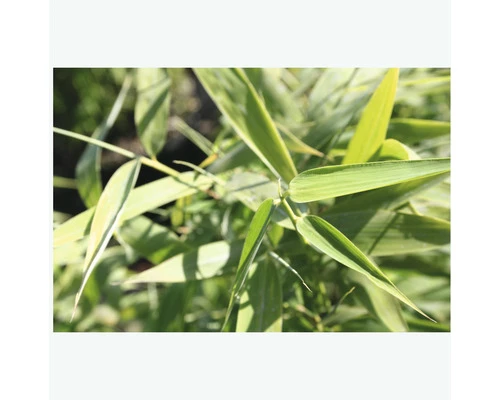 FloraSelf Gartenbambus Fargesia Murielae 'Panda' H 60-80 Cm Co 6 L 5 FloraSelf Gartenbambus Fargesia Murielae 'Panda' H 60-80 Cm Co 6 L – Bild 3