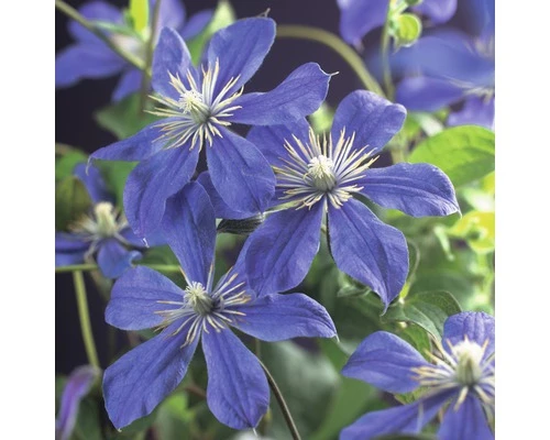 Waldrebe FloraSelf Clematis Integrifolia 'Arabella' H 75-85 Cm Co 2,3 L 3 Waldrebe FloraSelf Clematis Integrifolia 'Arabella' H 75-85 Cm Co 2,3 L