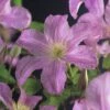 Waldrebe FloraSelf Clematis X Hybride 'Comtesse De Bouchaud' Co 2,3L 2 Waldrebe FloraSelf Clematis X Hybride 'Comtesse De Bouchaud' Co 2,3L -Florasellf Geschaft DV 8 5823299 01 4c CH 20171007002915