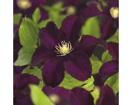 Waldrebe FloraSelf Clematis X Hybride 'Warszamska Nike' Co 2,3L 3 Waldrebe FloraSelf Clematis X Hybride 'Warszamska Nike' Co 2,3L