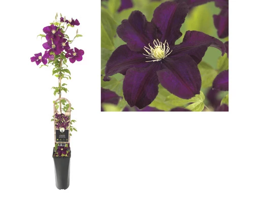 Waldrebe FloraSelf Clematis X Hybride 'Warszamska Nike' Co 2,3L 4 Waldrebe FloraSelf Clematis X Hybride 'Warszamska Nike' Co 2,3L – Bild 2