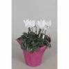 Zimmer-Alpenveilchen FloraSelf Cyclamen Persicum H 20-25 Cm Ø 10,5 CmTopf Zufällige Sortenauswahl -Florasellf Geschaft DV 8 5845563 01 4c NL 20170925123502