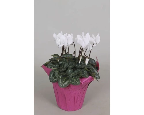 Zimmer-Alpenveilchen FloraSelf Cyclamen Persicum H 20-25 Cm Ø 10,5 CmTopf Zufällige Sortenauswahl 3 Zimmer-Alpenveilchen FloraSelf Cyclamen Persicum H 20-25 Cm Ø 10,5 CmTopf Zufällige Sortenauswahl