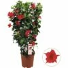 Dipladenie, Trichterblüte Spalier FloraSelf Dipladenia Mandevilla Gesamthöhe Ca. 90 Cm Ø 21 Cm Topf Rot -Florasellf Geschaft DV 8 5939229 01 4c DE 20180307004819